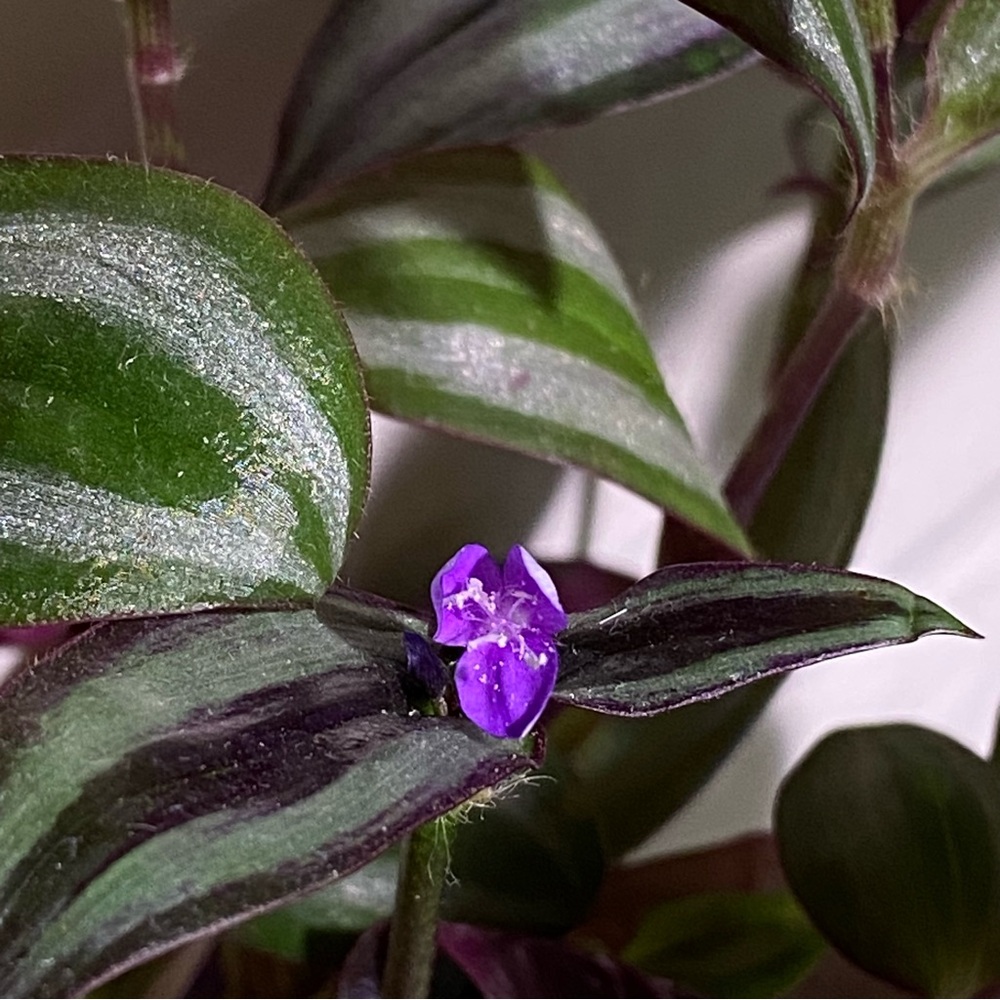 Tradescantia Zebrina Runners (12)